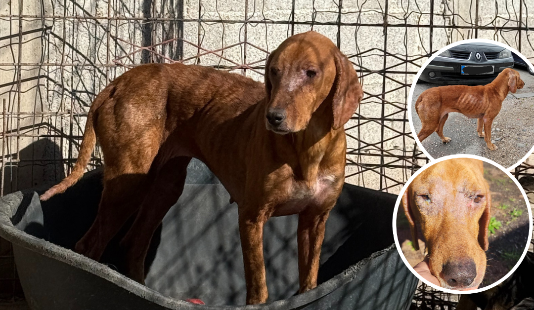Notfall Malika – wir brauchen DICH! 💔