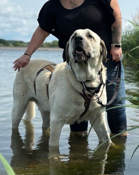 hands4animals-tierschutz-hunderettung-hund-adoptieren-Patenschaft-Ares-00 (3)