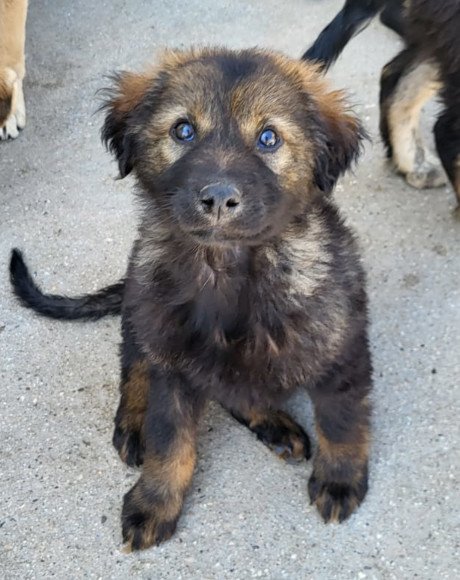 hands4animals-tierschutz-hunderettung-hund-adoptieren-Patenschaft-Bertie-00 (1)