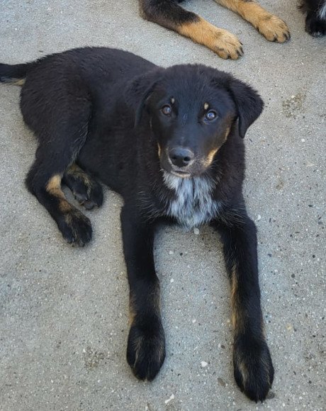 hands4animals-tierschutz-hunderettung-hund-adoptieren-Patenschaft-Calla-00 (3)