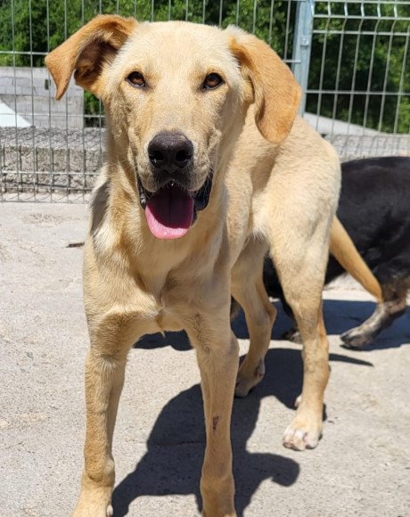 hands4animals-tierschutz-hunderettung-hund-adoptieren-Patenschaft-Danny-00 (12)