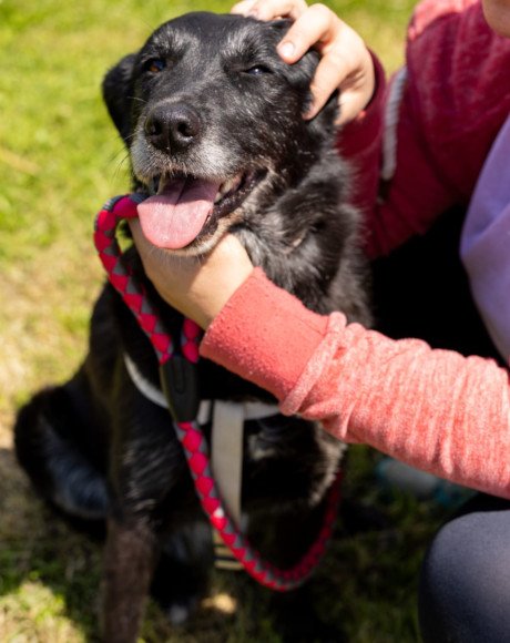 hands4animals-tierschutz-hunderettung-hund-adoptieren-Patenschaft-Gita-00 (7)