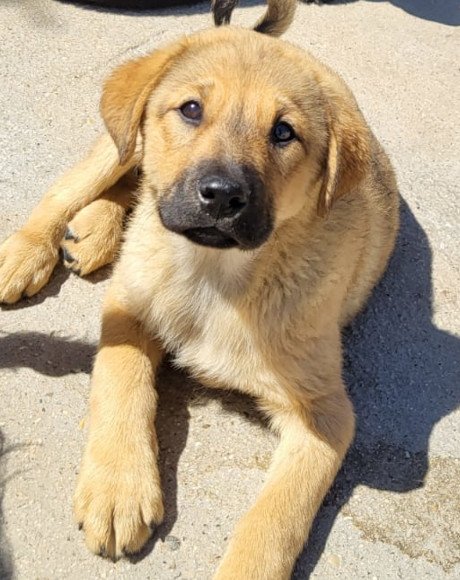 hands4animals-tierschutz-hunderettung-hund-adoptieren-Patenschaft-Jade-00 (5)