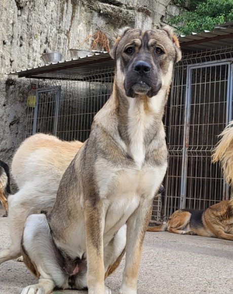hands4animals-tierschutz-hunderettung-hund-adoptieren-Patenschaft-Lily-00 (1)