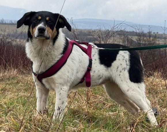hands4animals-tierschutz-hunderettung-hund-adoptieren-Patenschaft-Milly-00 (4)