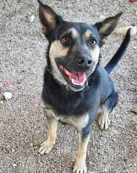 hands4animals-tierschutz-hunderettung-hund-adoptieren-Patenschaft-Otto-00 (11)