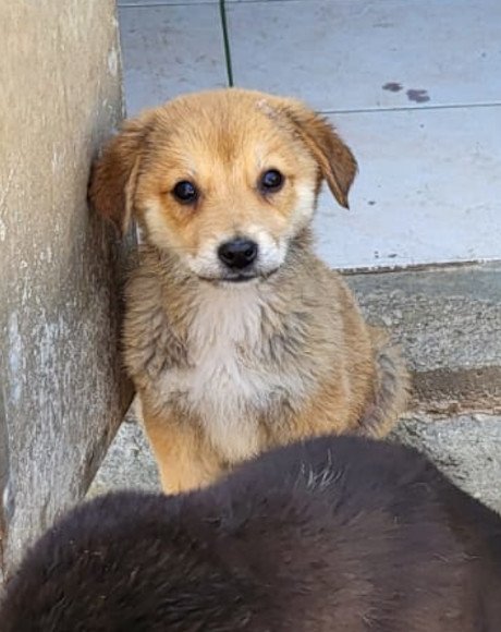 hands4animals-tierschutz-hunderettung-hund-adoptieren-Patenschaft-Pini-00 (1)
