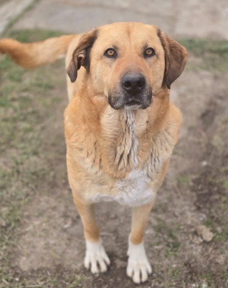 hands4animals-tierschutz-hunderettung-hund-adoptieren-Patenschaft-Simba-00 (1)