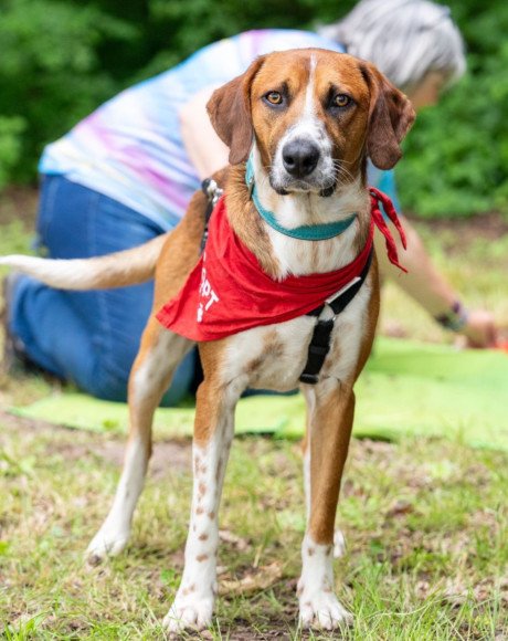 hands4animals-tierschutz-hunderettung-hund-adoptieren-Patenschaft-Sky-00 (3)