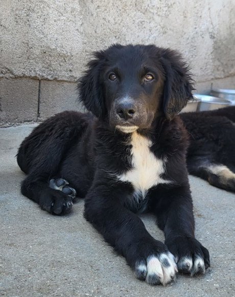 hands4animals-tierschutz-hunderettung-hund-adoptieren-Patenschaft-Stevie-00 (2)