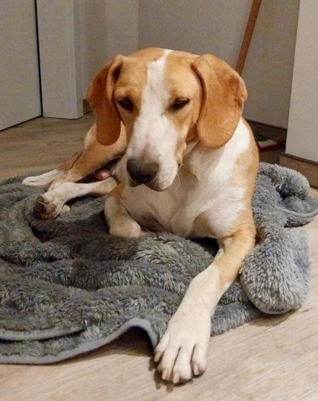 hands4animals-tierschutz-hunderettung-hund-adoptieren-Patenschaft-Toni-00 (4)