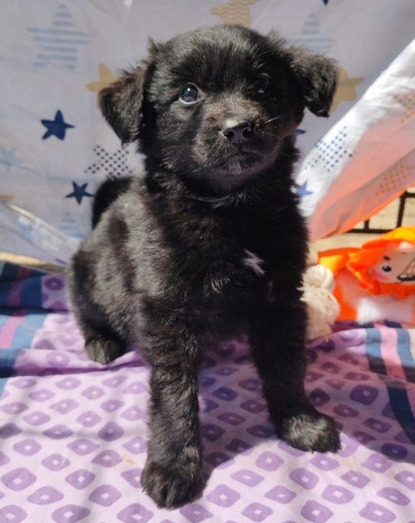 hands4animals-tierschutz-hunderettung-hund-adoptieren-Patenschaft-Zana-00 (2)
