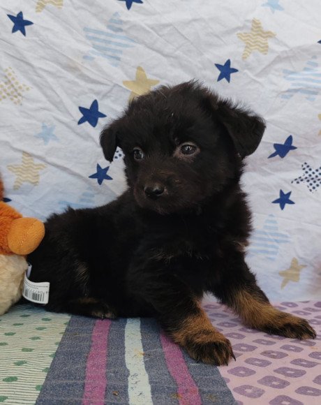 hands4animals-tierschutz-hunderettung-hund-adoptieren-Patenschaft-Zen-00 (3)