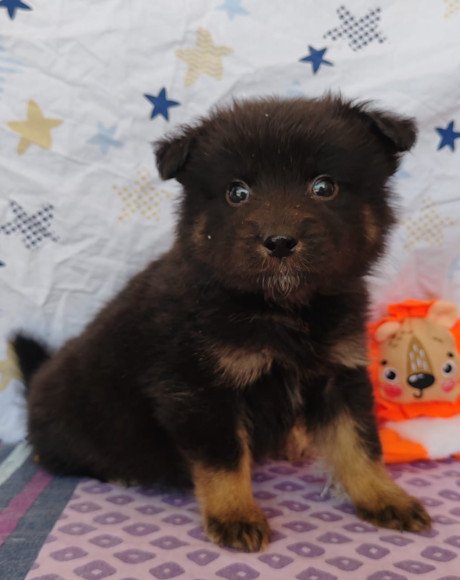 hands4animals-tierschutz-hunderettung-hund-adoptieren-Patenschaft-Zion-00 (4)
