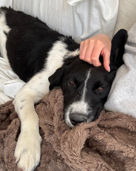 hands4animals-tierschutz-hunderettung-hund-adoptieren-Patenschaft-Zipfelix-00 (5)