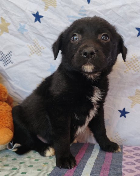 hands4animals-tierschutz-hunderettung-hund-adoptieren-Patenschaft-Zumi-00 (3)