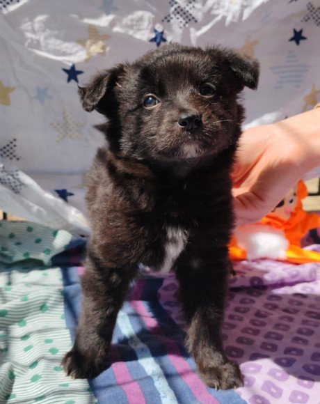 hands4animals-tierschutz-hunderettung-hund-adoptieren-Patenschaft-Zvjezdana-00 (3)