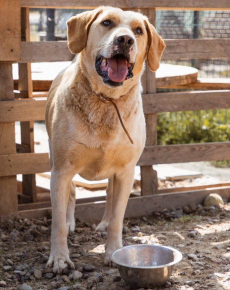 hands4animals-tierschutz-hunderettung-hund-adoptieren-Patenschaft-Alfonso-00 (1)
