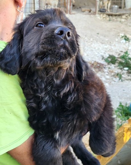 hands4animals-tierschutz-hunderettung-hund-adoptieren-Patenschaft-Archie-00 (8)