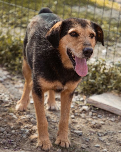 hands4animals-tierschutz-hunderettung-hund-adoptieren-Patenschaft-Babaluji-00 (4)