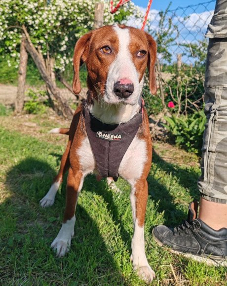 hands4animals-tierschutz-hunderettung-hund-adoptieren-Patenschaft-Bascha-00 (3)