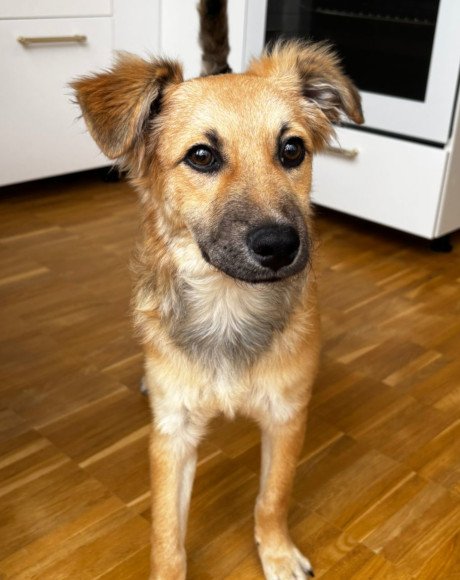 hands4animals-tierschutz-hunderettung-hund-adoptieren-Patenschaft-Diego-00 (6)