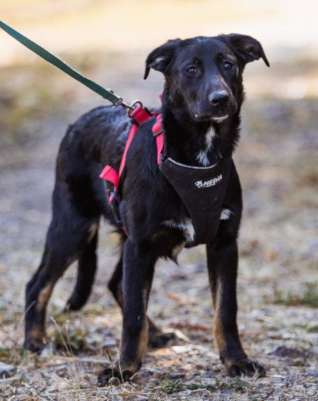 hands4animals-tierschutz-hunderettung-hund-adoptieren-Patenschaft-Dora-00 (1)