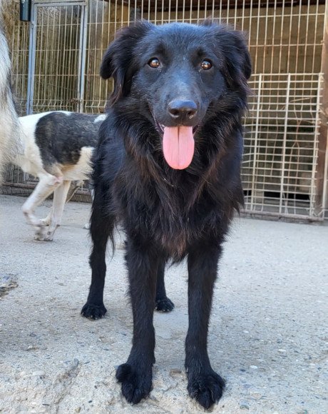 hands4animals-tierschutz-hunderettung-hund-adoptieren-Patenschaft-Duke-00 (1)