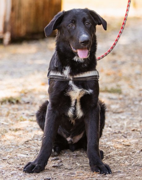 hands4animals-tierschutz-hunderettung-hund-adoptieren-Patenschaft-Dundo-00 (3)