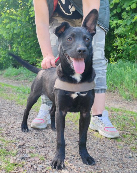 hands4animals-tierschutz-hunderettung-hund-adoptieren-Patenschaft-Filou-00 (3)