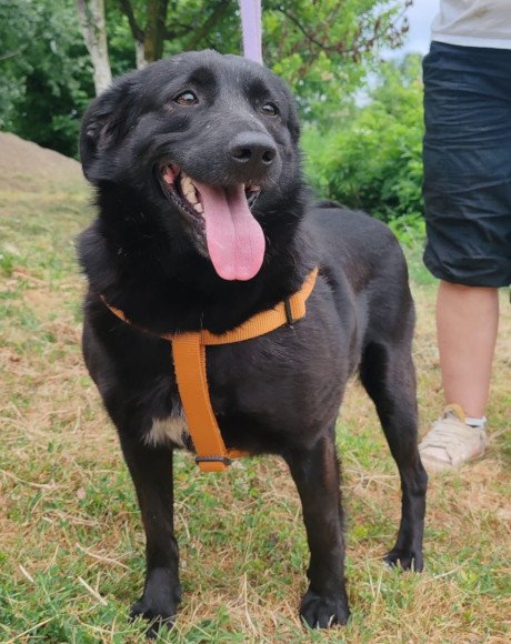 hands4animals-tierschutz-hunderettung-hund-adoptieren-Patenschaft-Gara-00 (6)