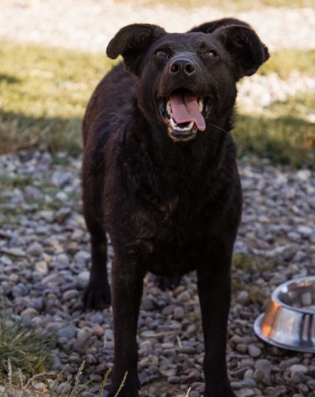 hands4animals-tierschutz-hunderettung-hund-adoptieren-Patenschaft-Gerda-00 (3)