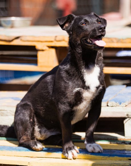 hands4animals-tierschutz-hunderettung-hund-adoptieren-Patenschaft-Heidi-00 (1)