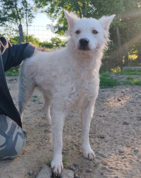 hands4animals-tierschutz-hunderettung-hund-adoptieren-Patenschaft-Jody-00 (6)