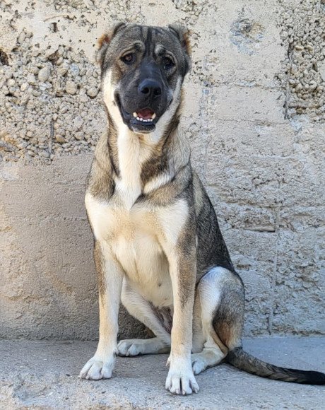 hands4animals-tierschutz-hunderettung-hund-adoptieren-Patenschaft-Lottie-00 (5)