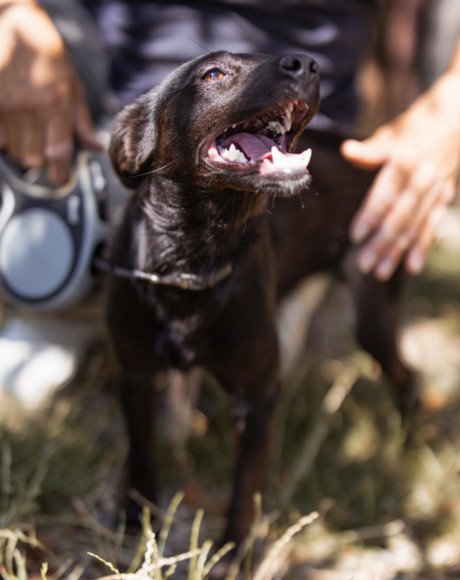 hands4animals-tierschutz-hunderettung-hund-adoptieren-Patenschaft-Marla-00 (3)