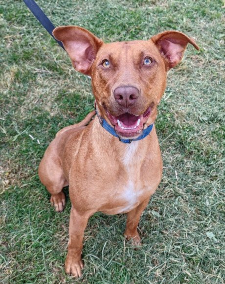 hands4animals-tierschutz-hunderettung-hund-adoptieren-Patenschaft-Mashka-00 (1)