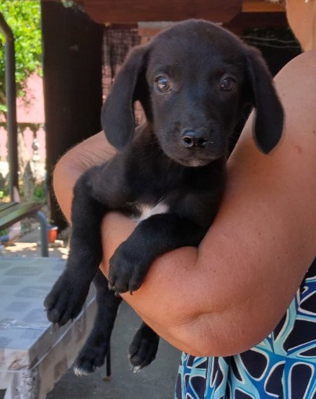 hands4animals-tierschutz-hunderettung-hund-adoptieren-Patenschaft-Maxi-00 (3)