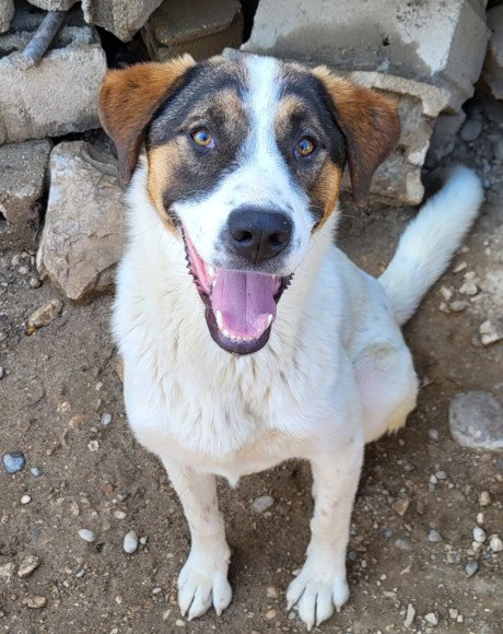hands4animals-tierschutz-hunderettung-hund-adoptieren-Patenschaft-Maxima-00 (5)