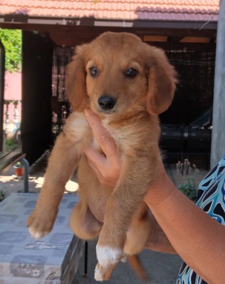 hands4animals-tierschutz-hunderettung-hund-adoptieren-Patenschaft-Mina-00 (2)