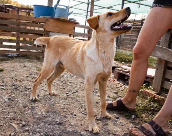 hands4animals-tierschutz-hunderettung-hund-adoptieren-Patenschaft-Nelio-00 (4)