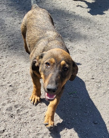 hands4animals-tierschutz-hunderettung-hund-adoptieren-Patenschaft-Paula-00 (1)