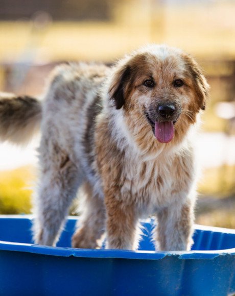 hands4animals-tierschutz-hunderettung-hund-adoptieren-Patenschaft-Pipi-00 (2)