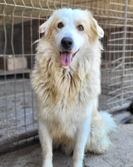 hands4animals-tierschutz-hunderettung-hund-adoptieren-Patenschaft-Riku-00 (4)