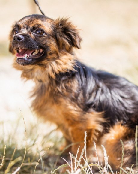 hands4animals-tierschutz-hunderettung-hund-adoptieren-Patenschaft-Ambra-00 (5)