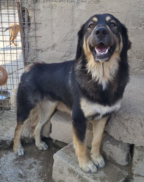 hands4animals-tierschutz-hunderettung-hund-adoptieren-Patenschaft-Aramis-00 (5)