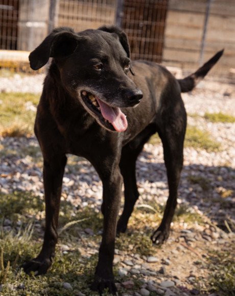 hands4animals-tierschutz-hunderettung-hund-adoptieren-Patenschaft-Audi-00 (4)