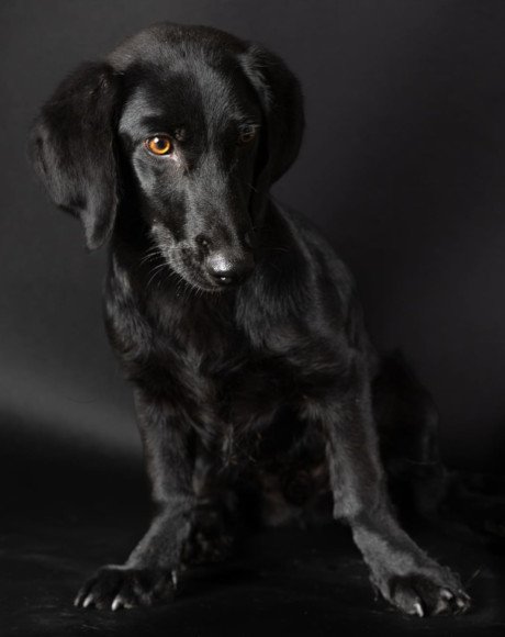 hands4animals-tierschutz-hunderettung-hund-adoptieren-Patenschaft-Bodo-00 (2)