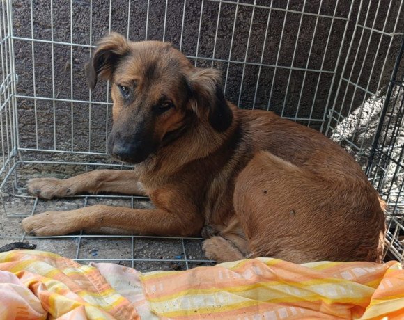 hands4animals-tierschutz-hunderettung-hund-adoptieren-Patenschaft-Crissi-00 (2)