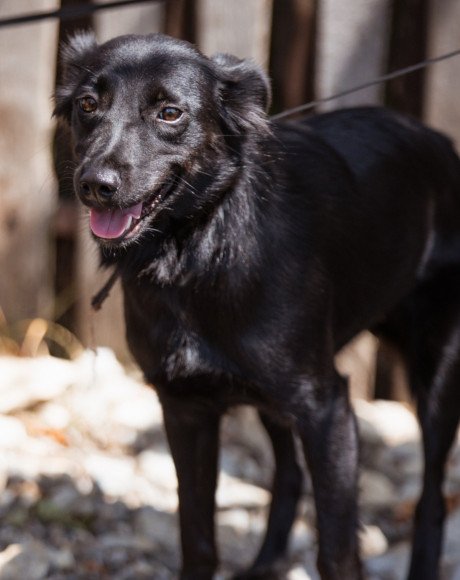 hands4animals-tierschutz-hunderettung-hund-adoptieren-Patenschaft-Donna-00 (9)